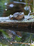 FZ019835 Marsh frog (Pelophylax ridibundus).jpg